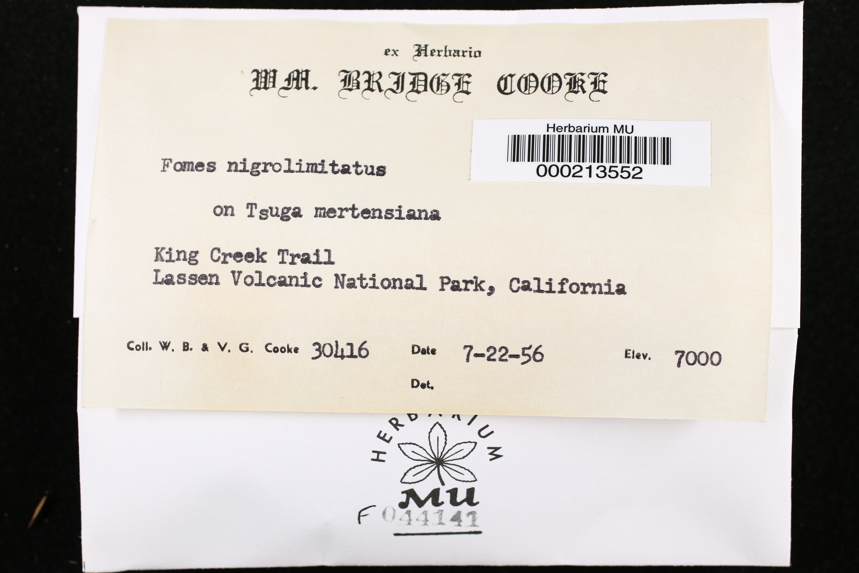 Fomes nigrolaccatus image