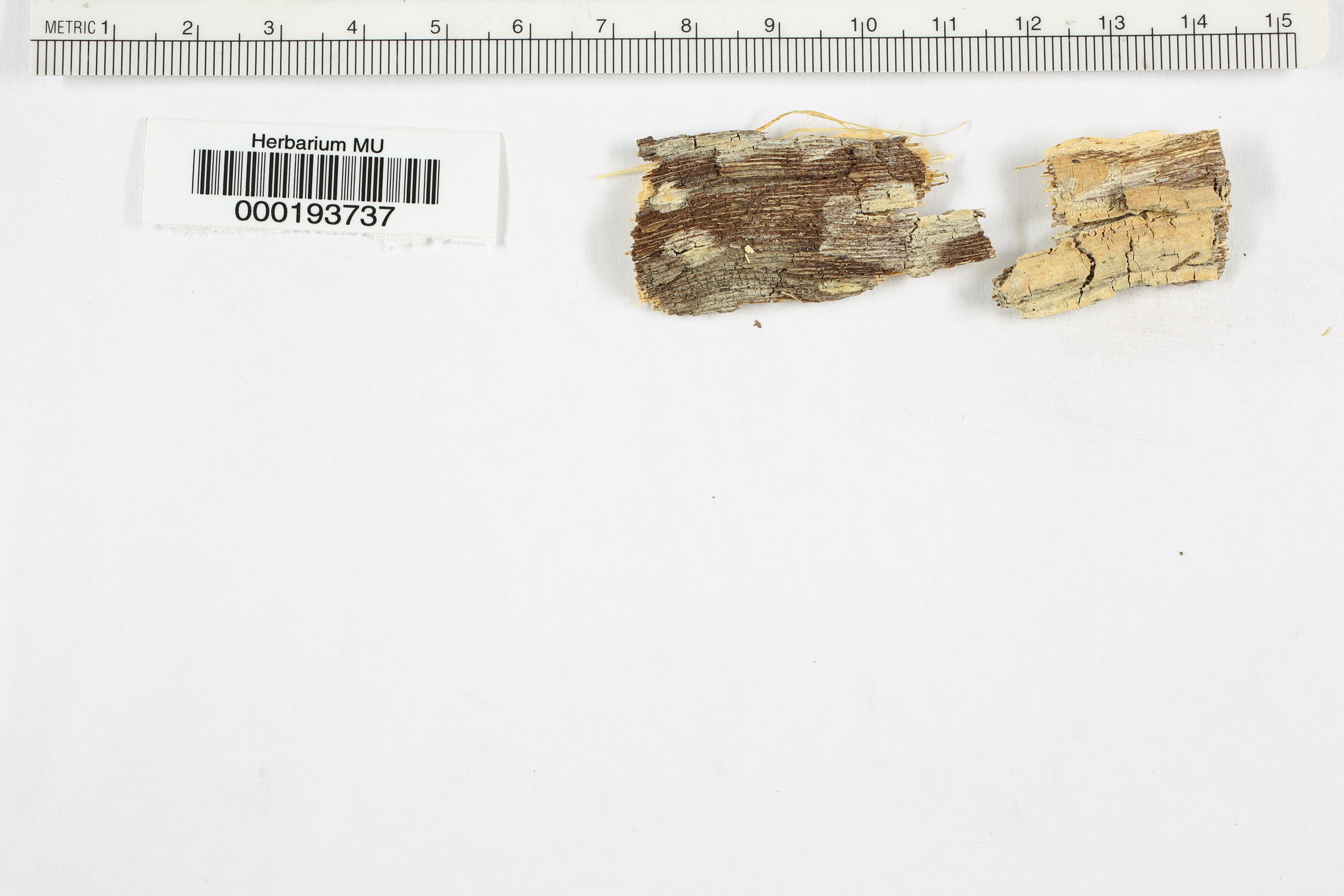 Phlebiopsis flavidoalba image