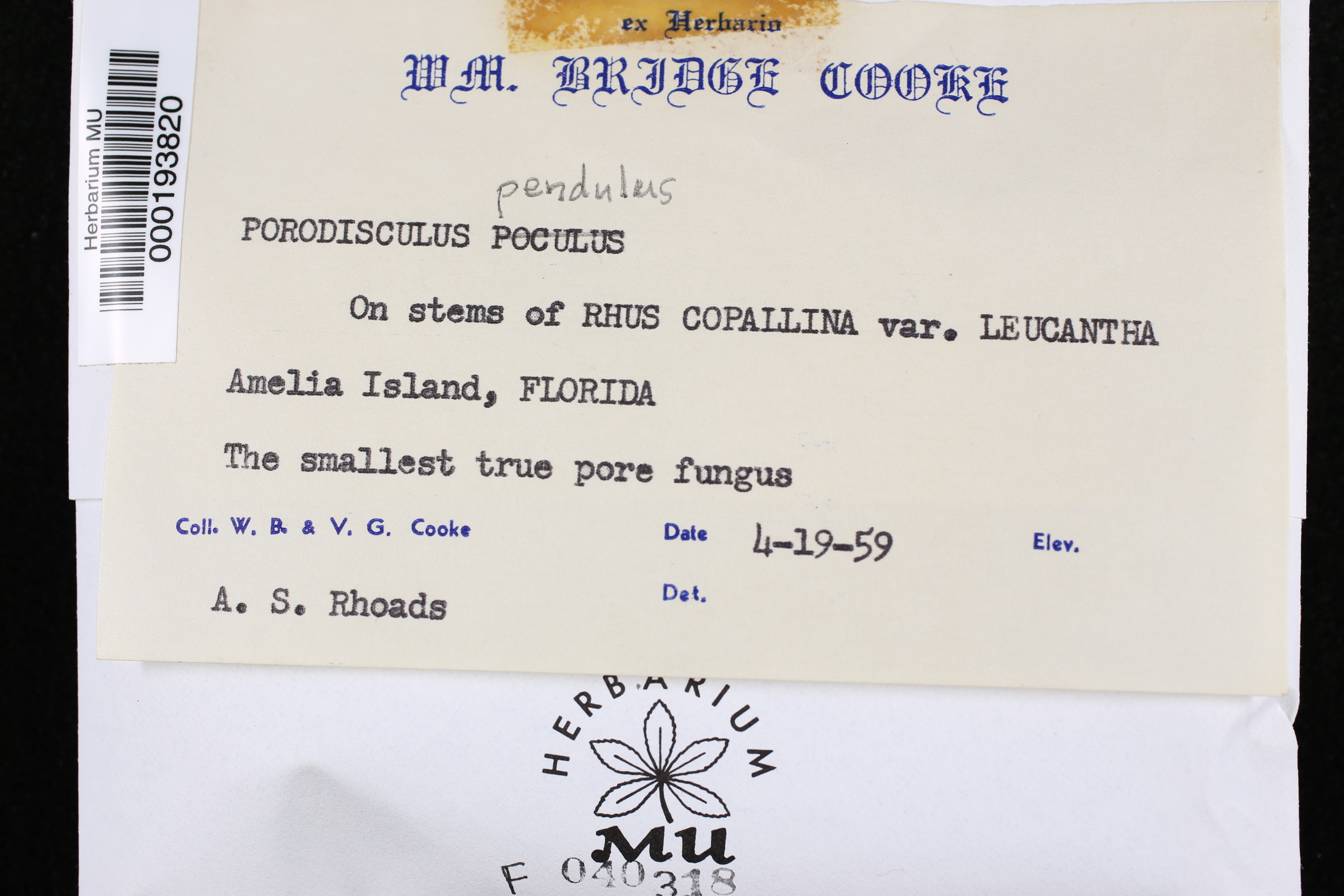 Porodisculus thumbnail