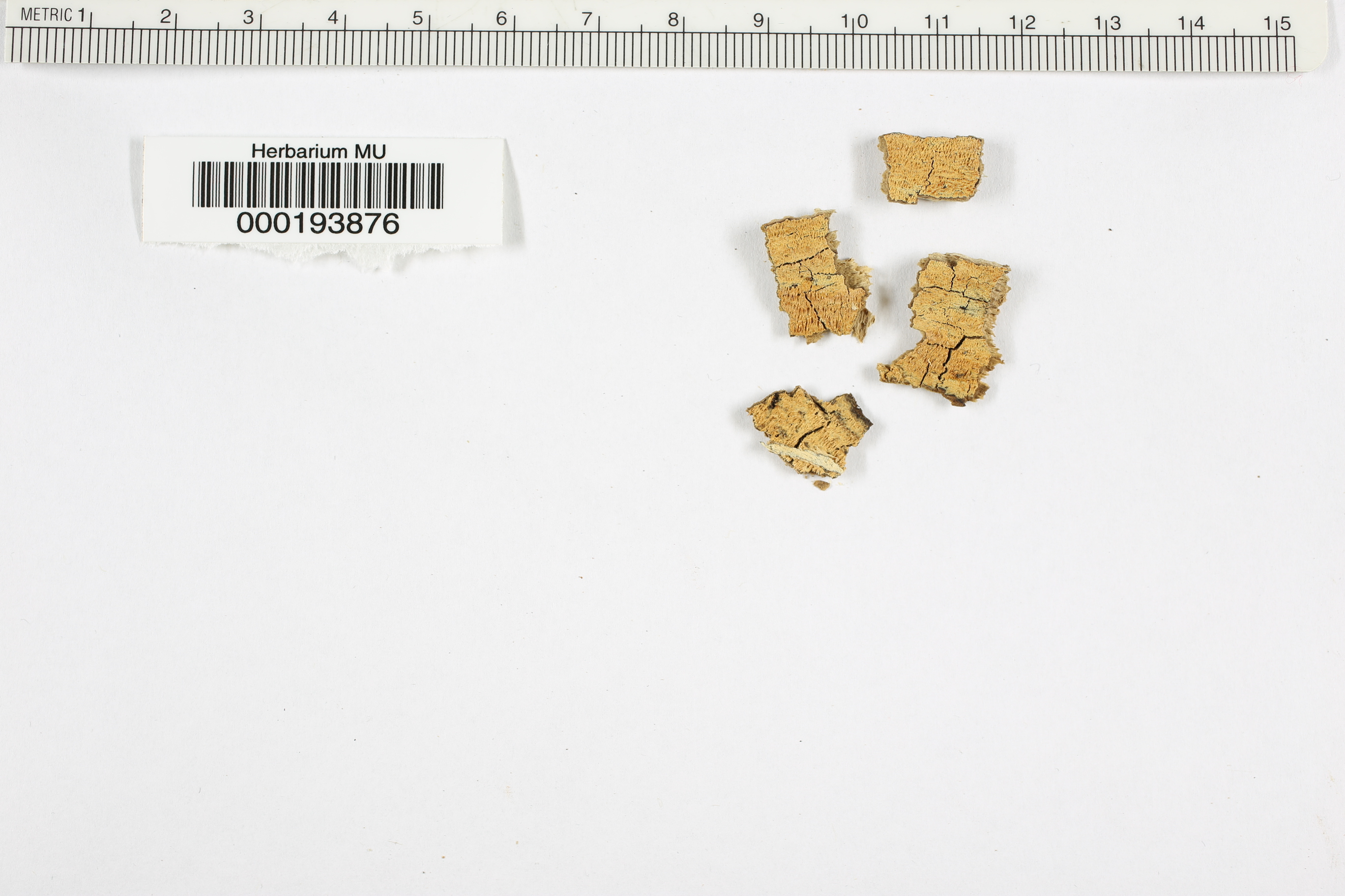 Hydnum plumosum image