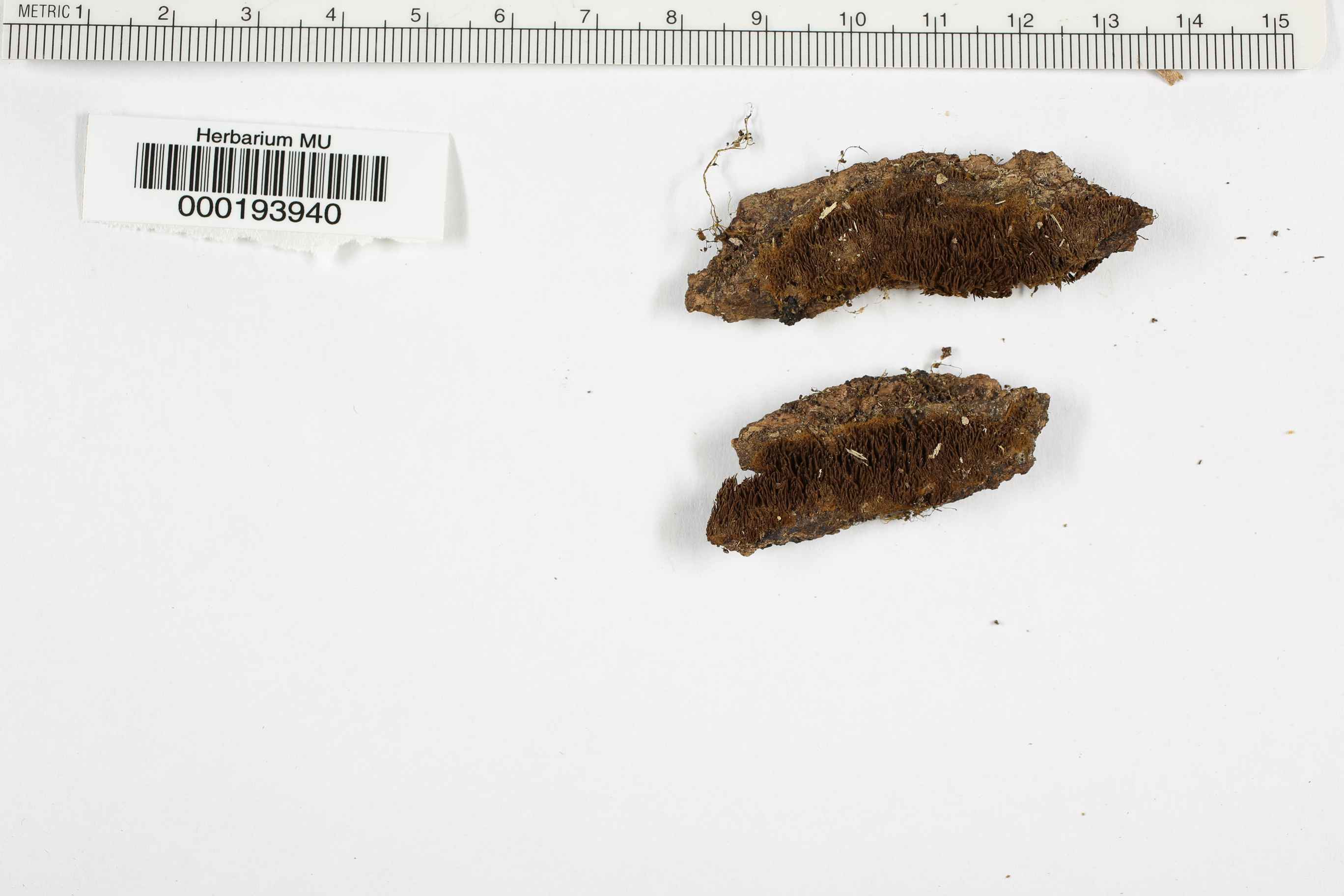 Tomentella crinalis image