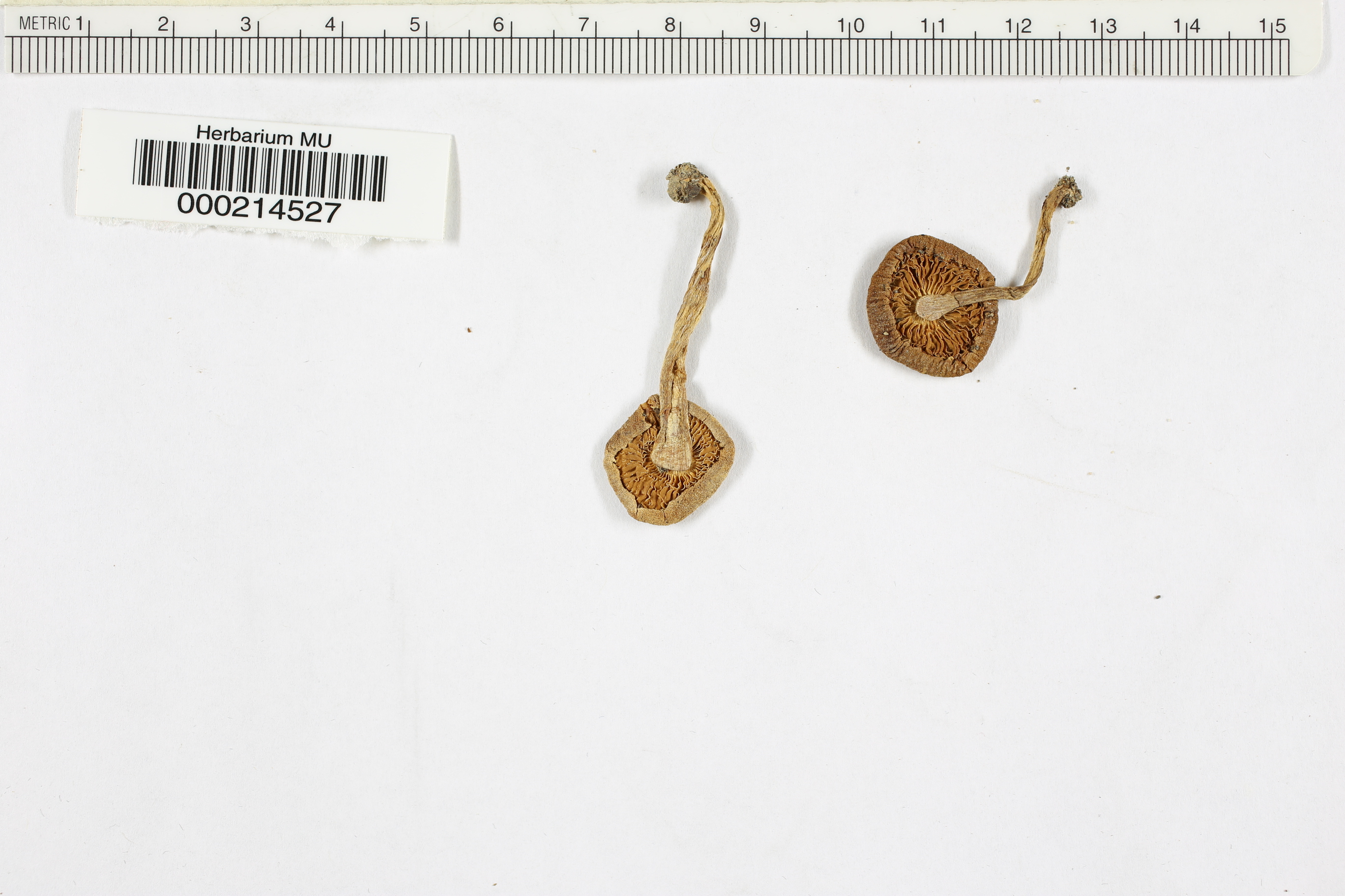 Agaricus versipellis image