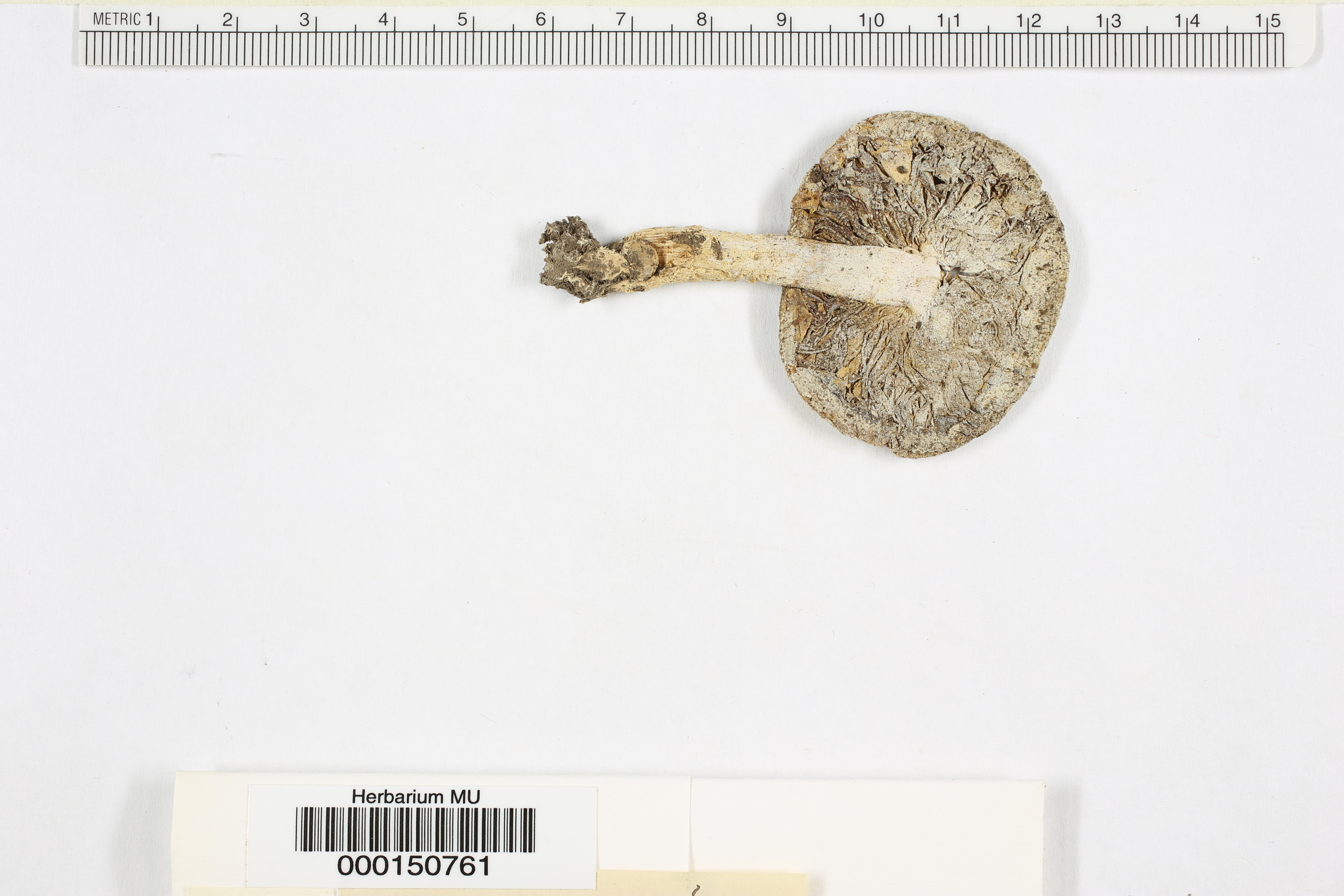 Tricholomella constricta image