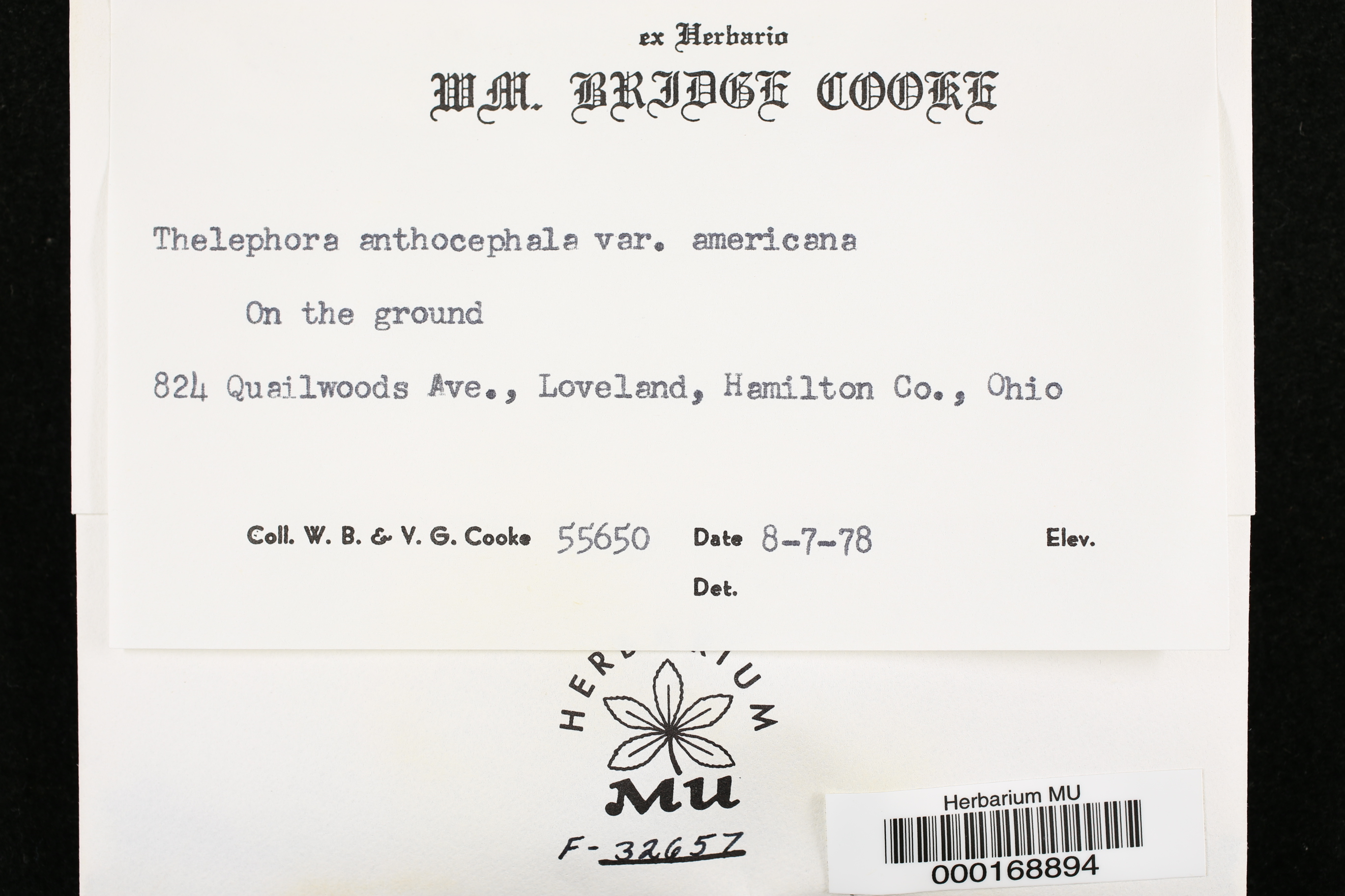 Hydnopolyporus hartmannii image