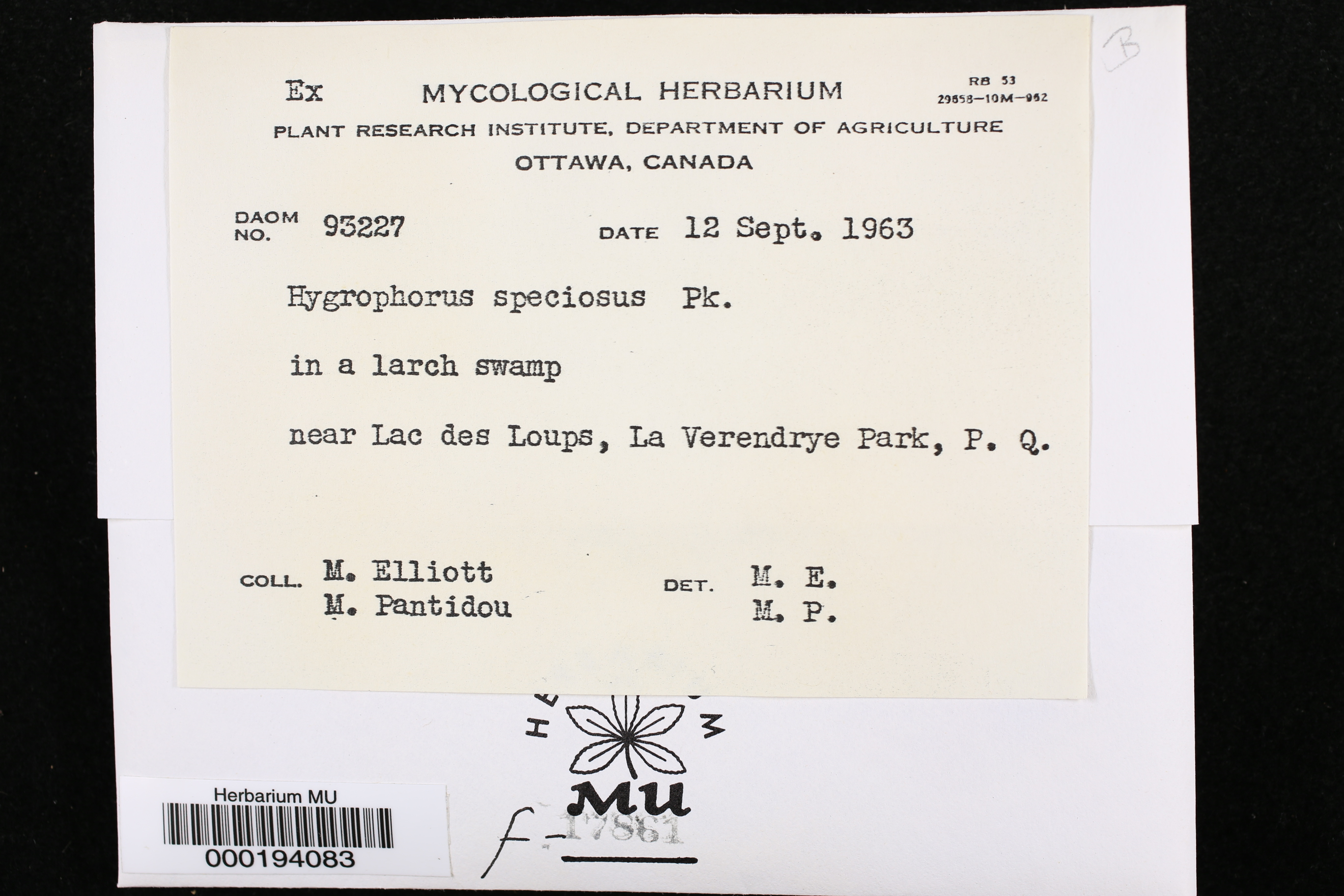 Hygrophorus speciosus thumbnail