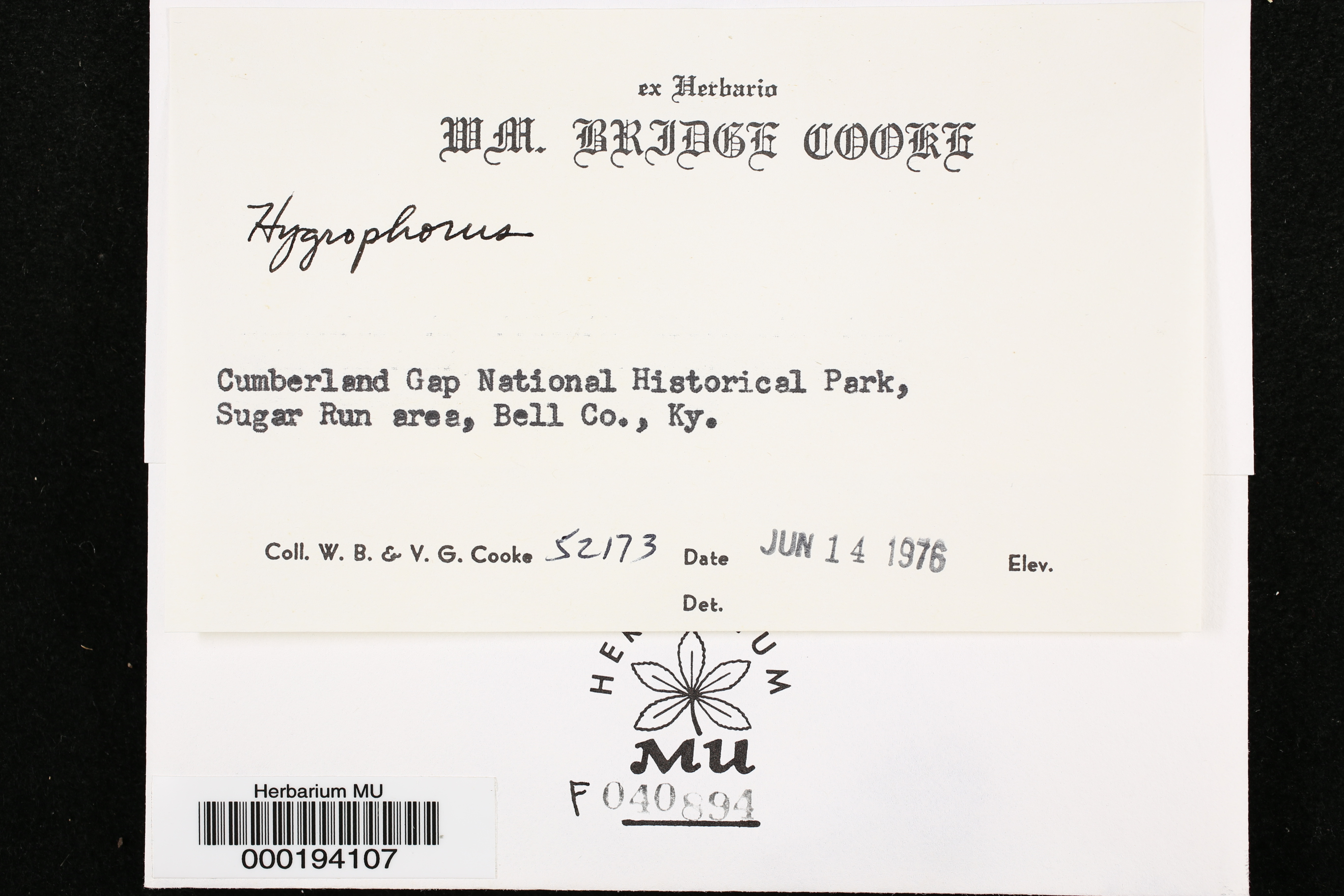 Hygrophorus thumbnail