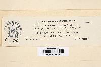 Leptostroma lycopi image