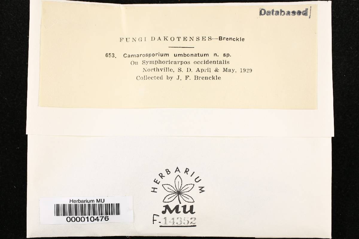 Camarosporium umbonatum image