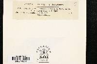 Media resource of Cylindrosporium artemisiae