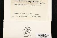 Thumbnail image of current specimen