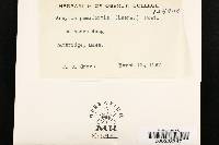 Thumbnail image of current specimen