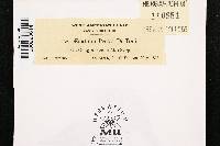 Aecidium peckii image