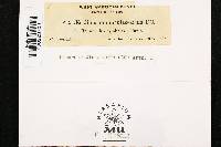 Uromyces dactylidis image