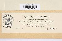 Media resource of Microbotryum kuehneanum