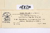 Microbotryum anomalum image