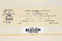 Puccinia ribis image