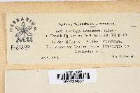 Media resource of Microbotryum intermedium