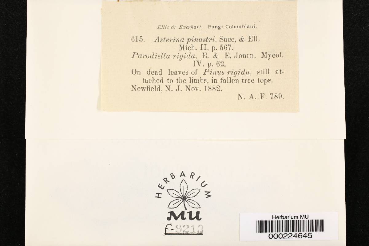 Phaeocryptopus pinastri image