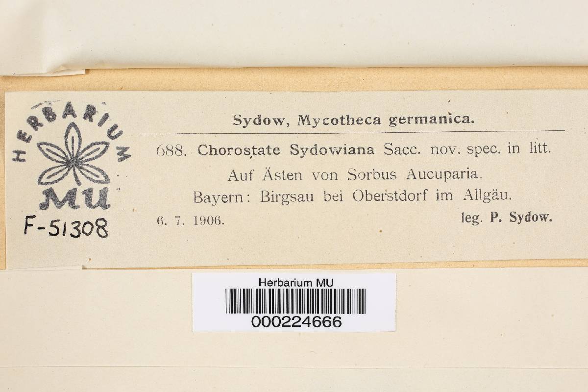 Chorostate sydowiana image