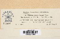 Thumbnail image of current specimen