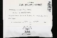 Cryptochaete rufa image