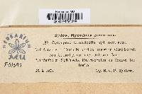 Cytospora tamaricella image
