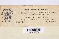 Drepanopeziza populi-albae image