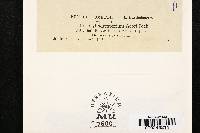 Media resource of Cylindrosporium acori