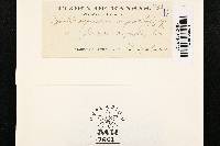 Media resource of Cylindrosporium ariaefolium