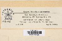 Ascochyta orobi image