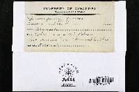 Cylindrosporium quercus image