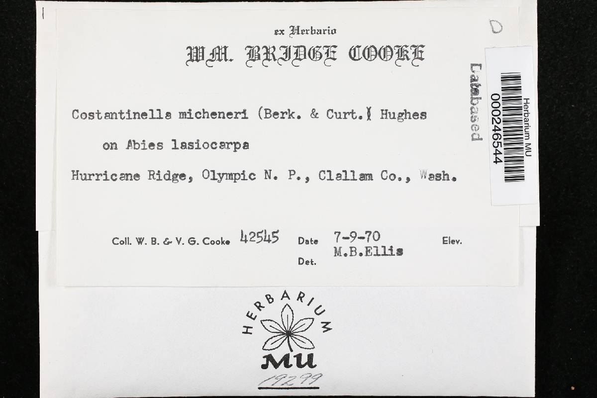 Costantinella micheneri image