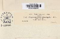 Media resource of Cryptosporium eucalypti