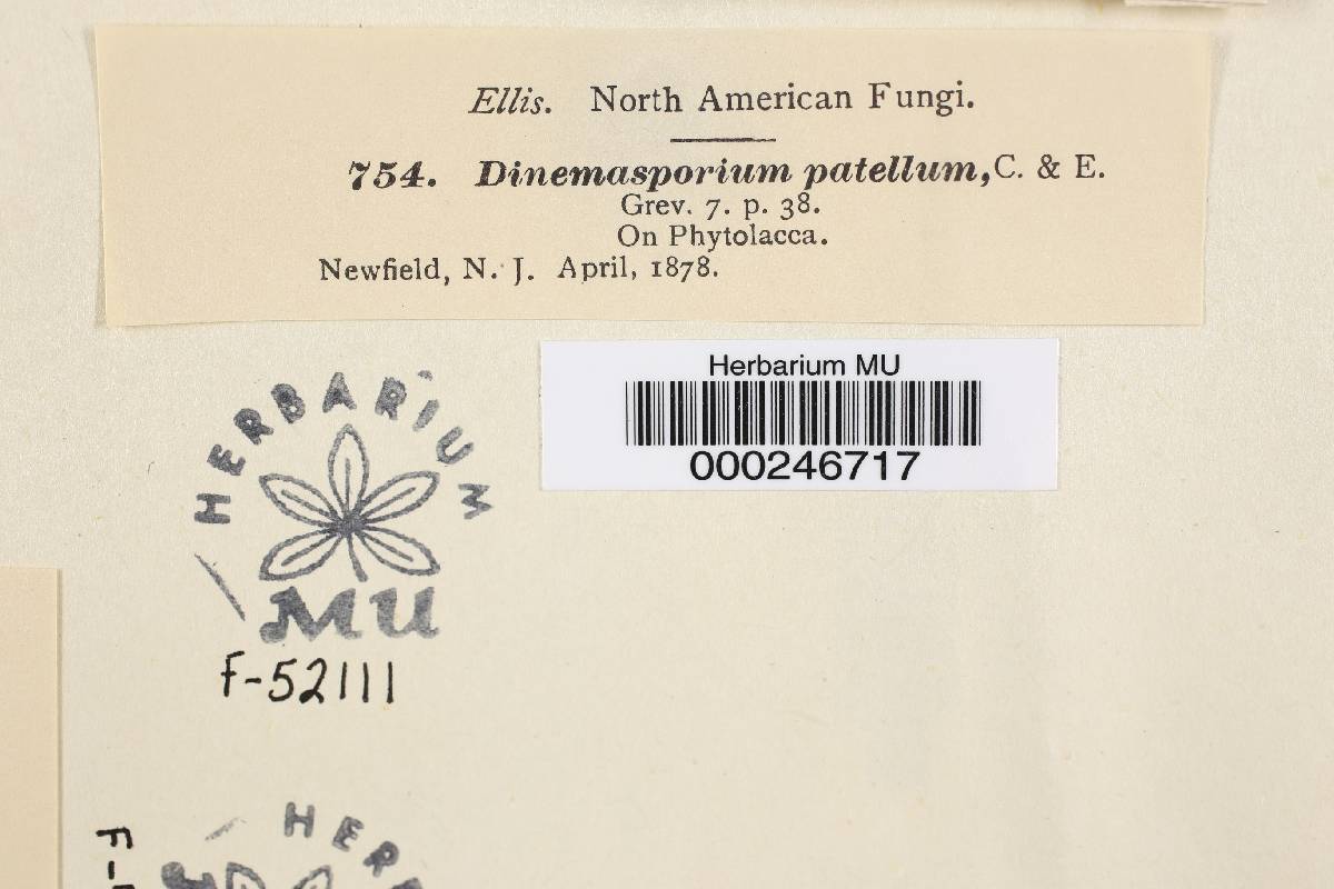 Dinemasporium patellum image