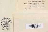 Valsa delicatula image