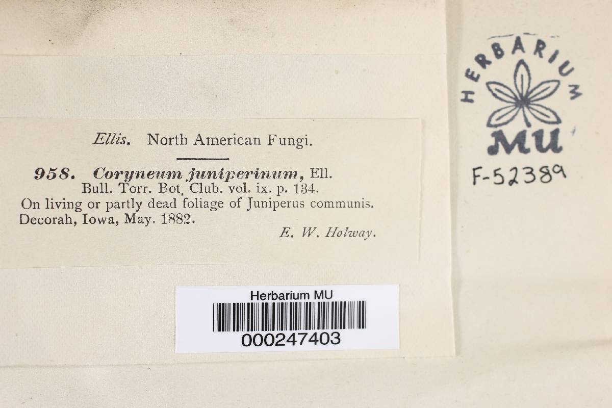 Stigmina glomerulosa image