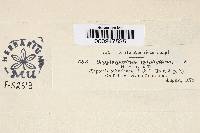 Media resource of Cryptosporium epiphyllum