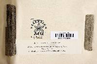 Media resource of Septosporium praelongum