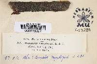 Massaria vomitoria image