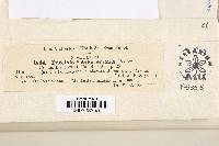 Uropyxis petalostemonis image