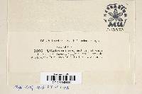 Tilletia corona image