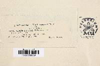 Passalora fulva image