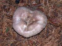 Agaricus californicus image