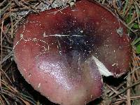 Russula queletii image