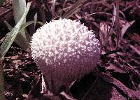 Lycoperdon curtisii image