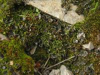 Peltigera lepidophora image