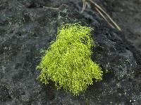 Letharia lupina image