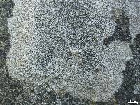 Diploschistes scruposus image