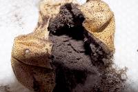 Scleroderma areolatum image