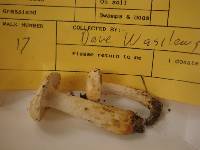 Lactarius maculatipes image